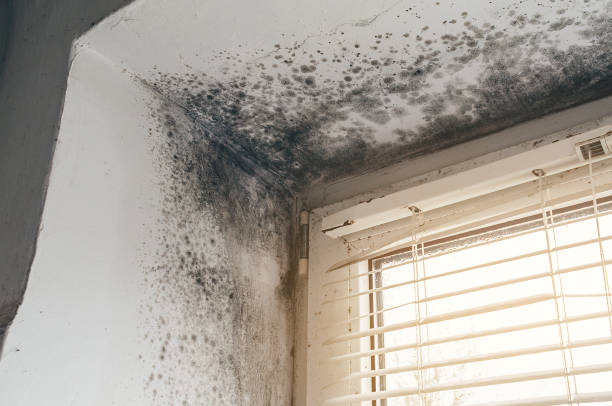 Affordable Mold Remediation solutions in Elmwood Park, NJ